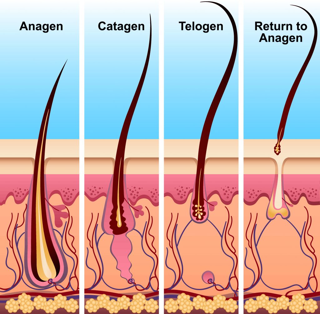 Understanding the Reasons for Hair Loss & Solution to Prevent It